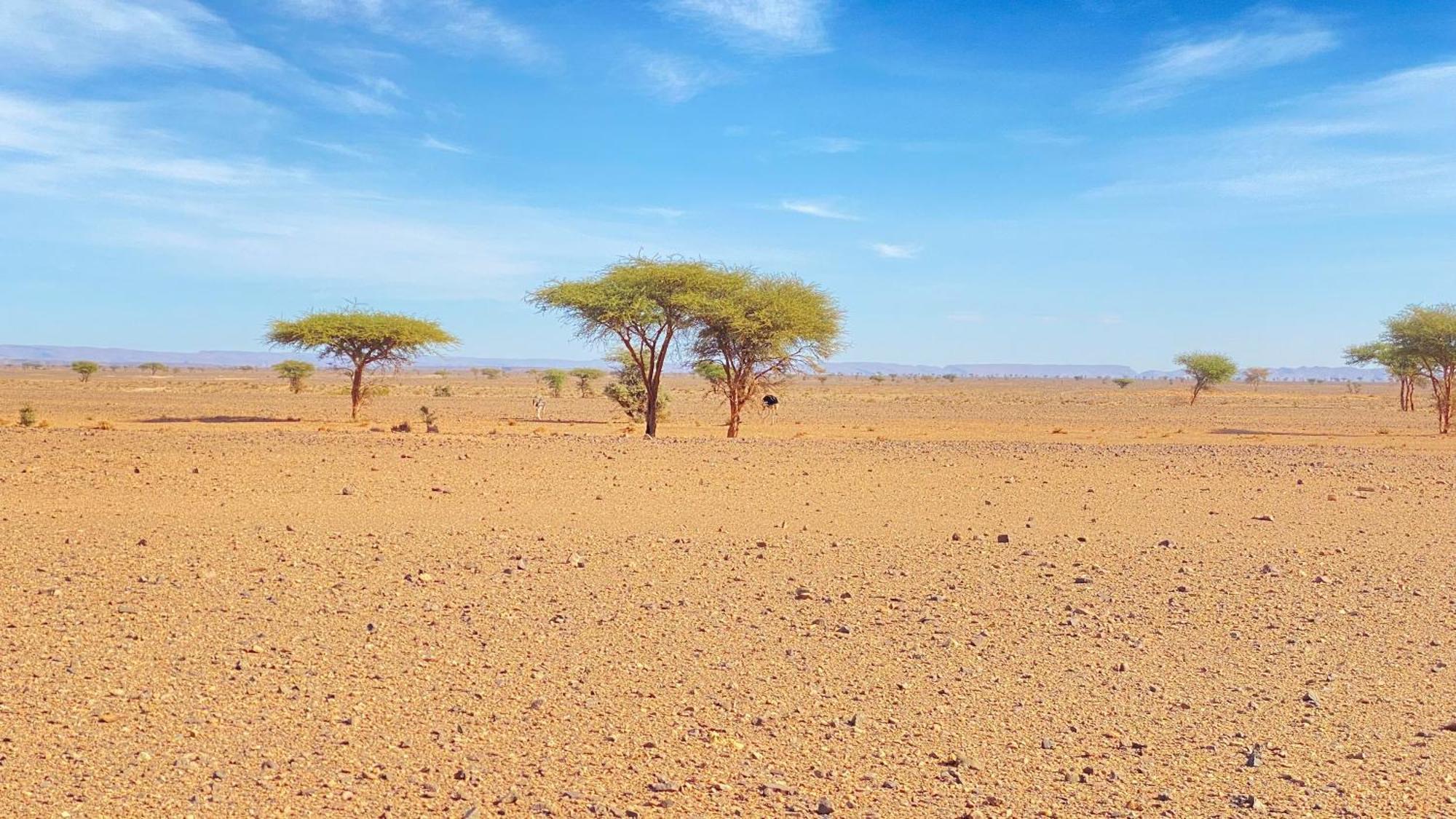 Atta Desert Camp El Gouera Kültér fotó